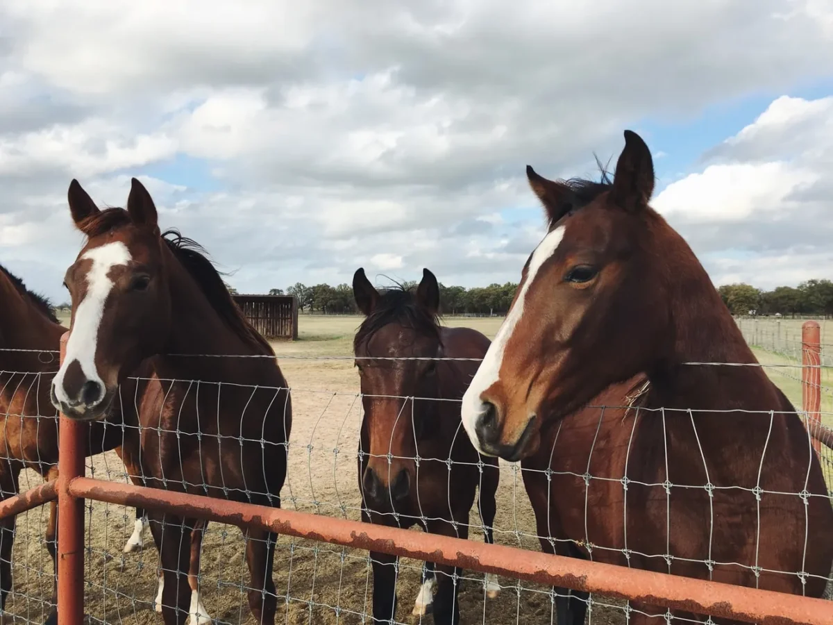 Three brown horses behind a wire fence