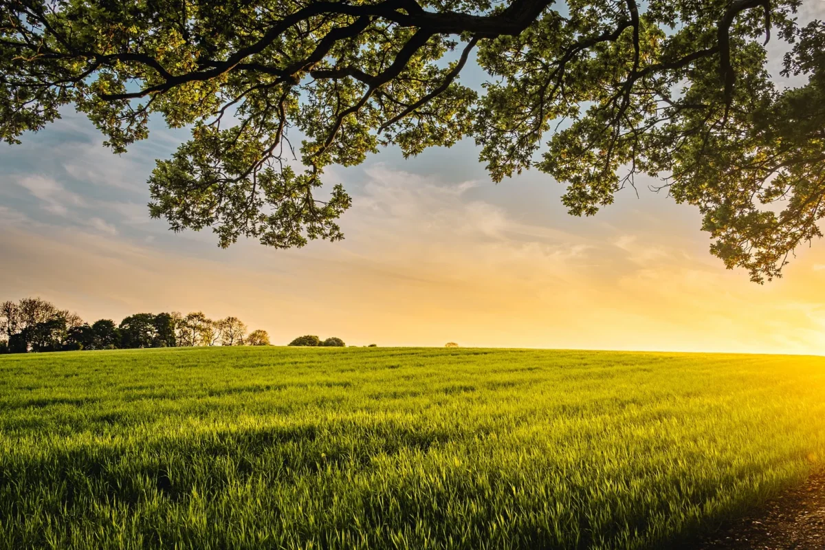 Green field at sunset framed by tree branches