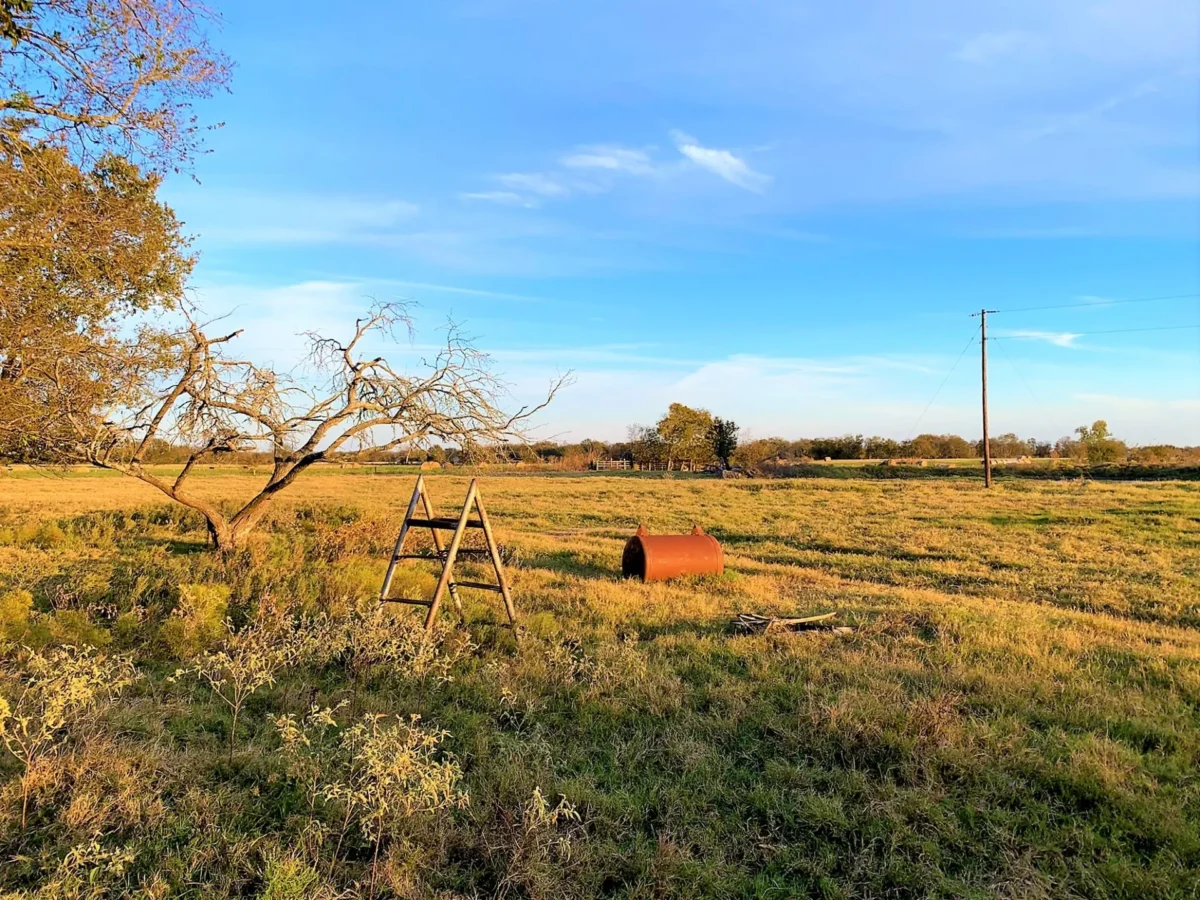 Grassy field with scattered trees and a utility pole