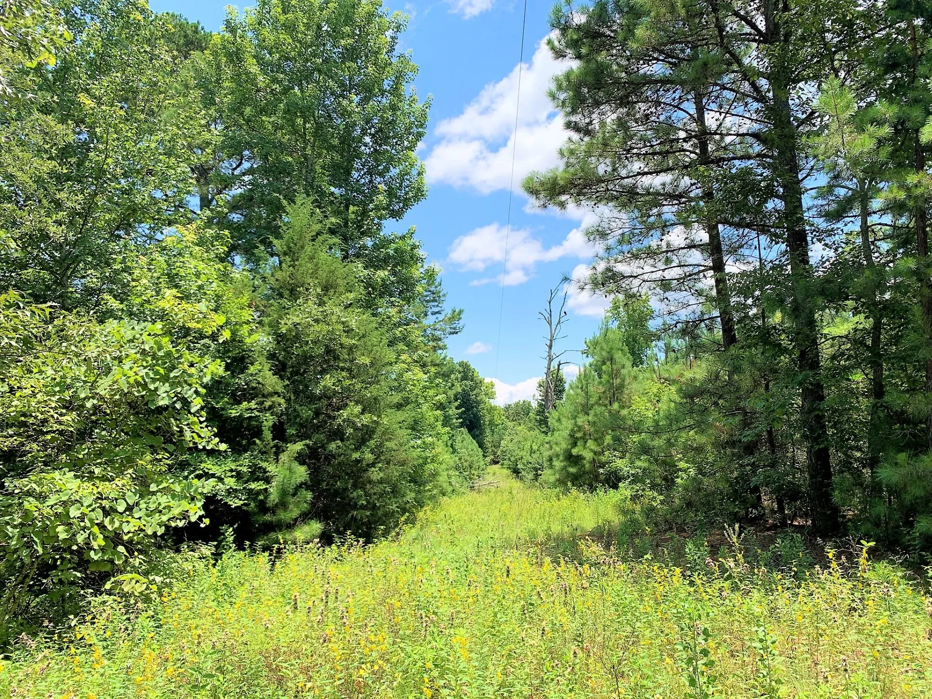 9 Acres Unrestricted Land with Electric near Tyler TX