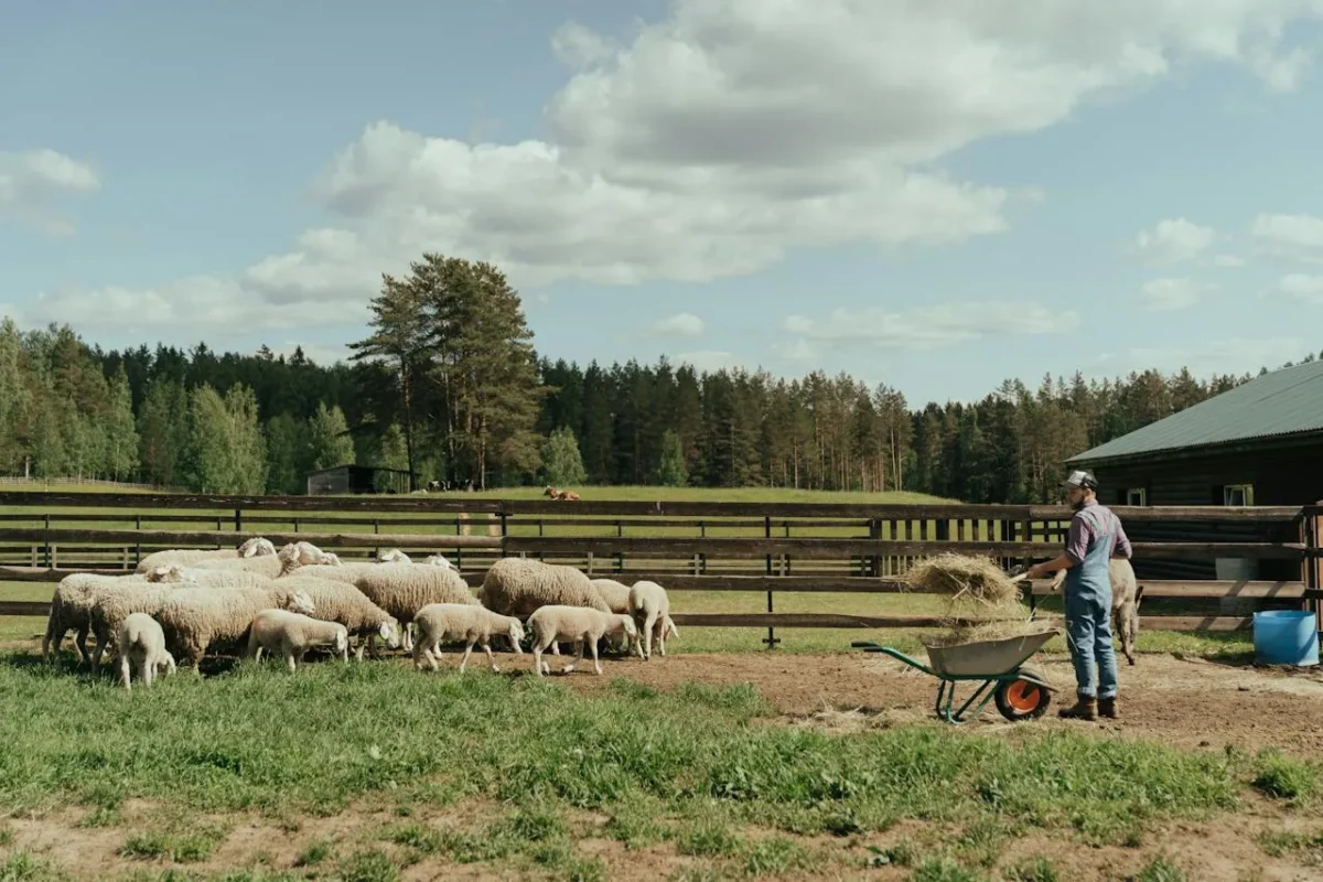 Farmer feeding sheep near a barn