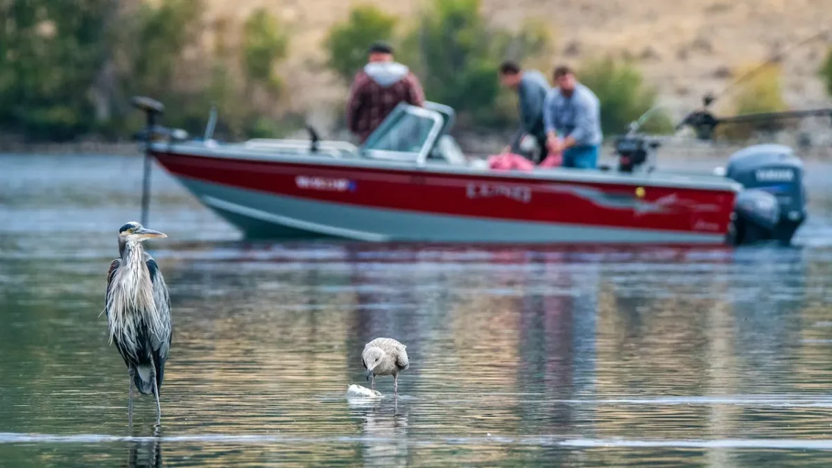 Fishing boat on a lake behind a bird at the shoreline