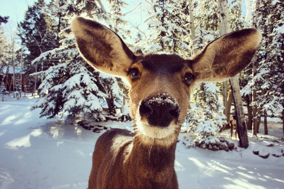 Deer standing close to the camera in a snowy forest