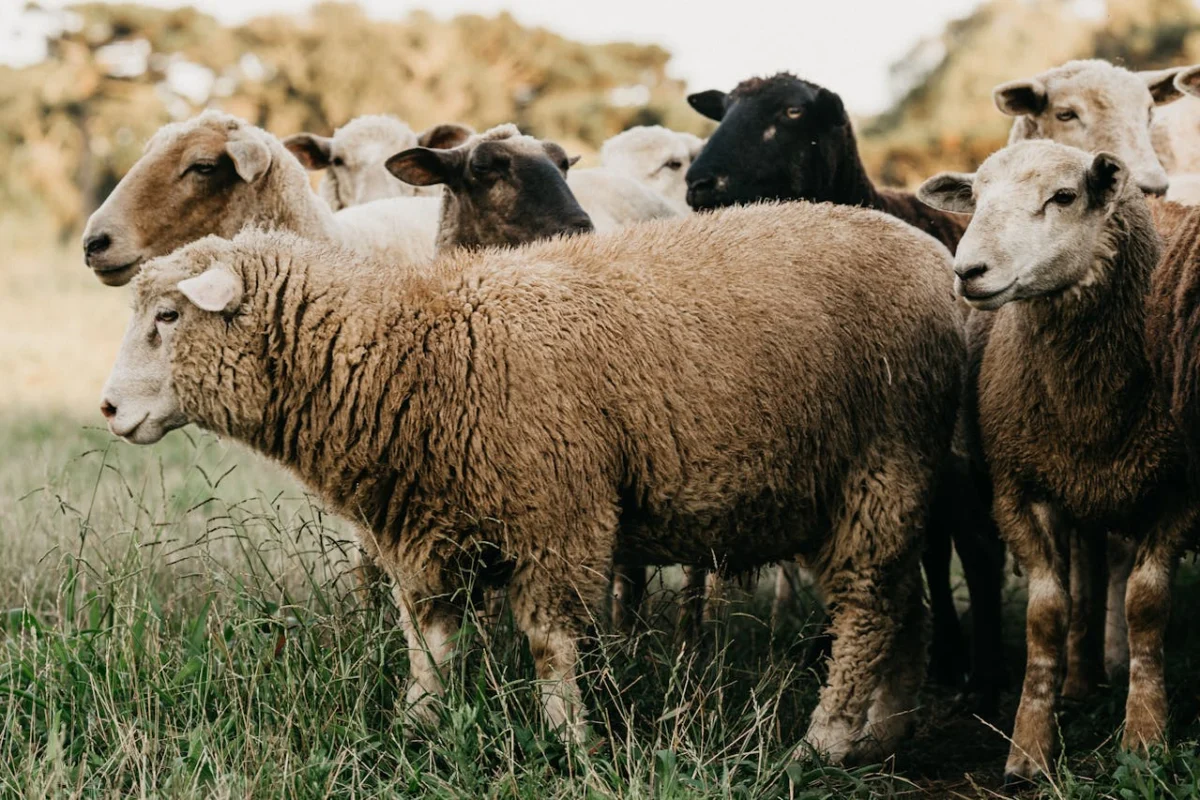 Flock of sheep standing in a grassy field