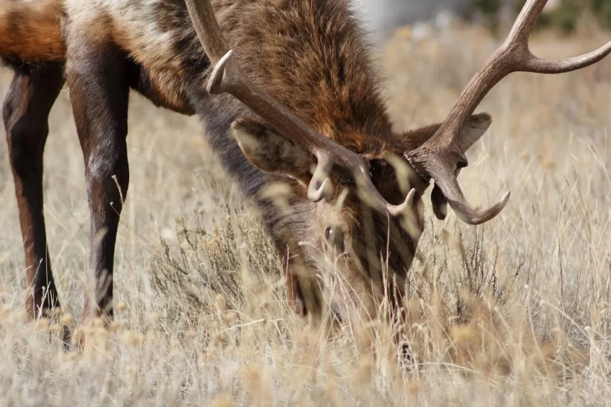 Elk grazing in tall dry grass