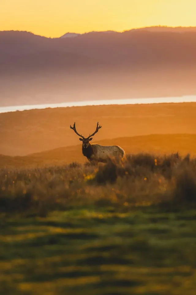 Elk Hunting Elk at sunrise Washington state