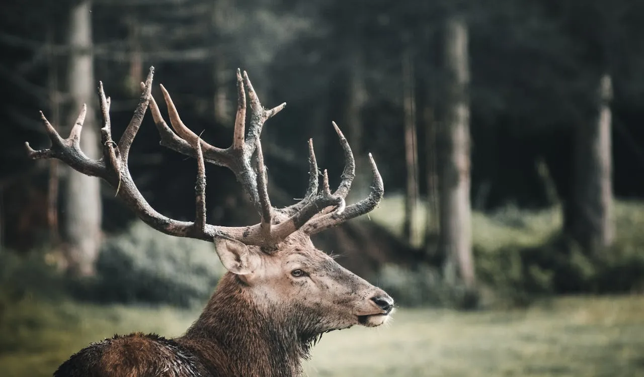Washington State Land Elk Hunting