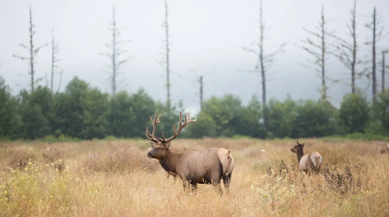 Two elk walk in the pasture. Elk Hunting Washington State