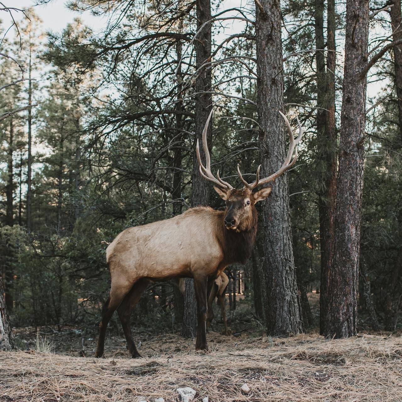 Elk Hunting Elk in woods Washington State