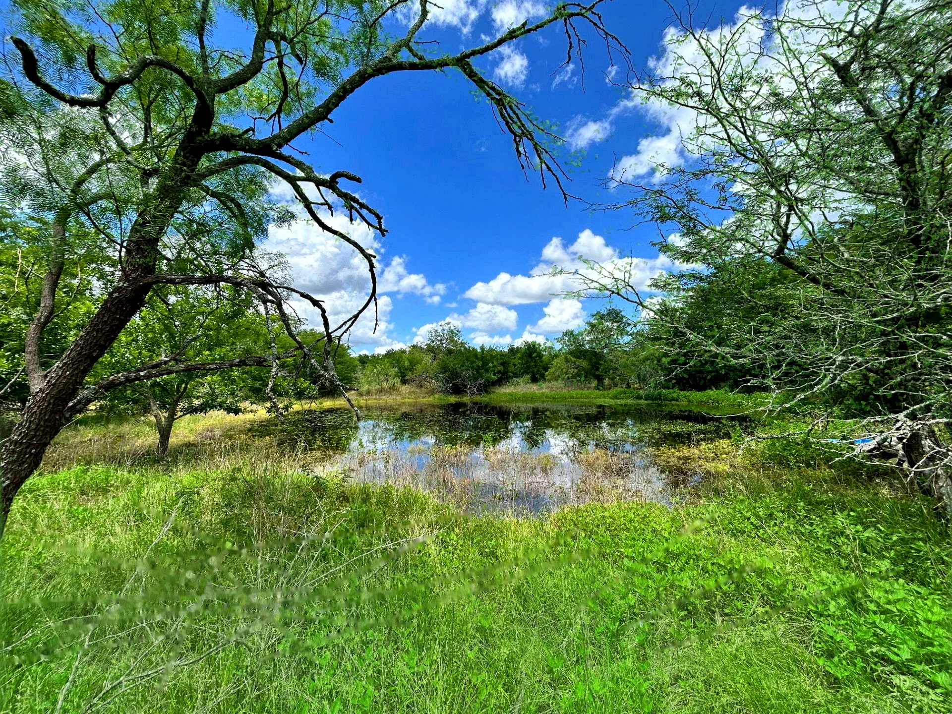 42 Acres Unrestricted with Pond, Meter Pole & Fenced tree line privacy in Mart, TX